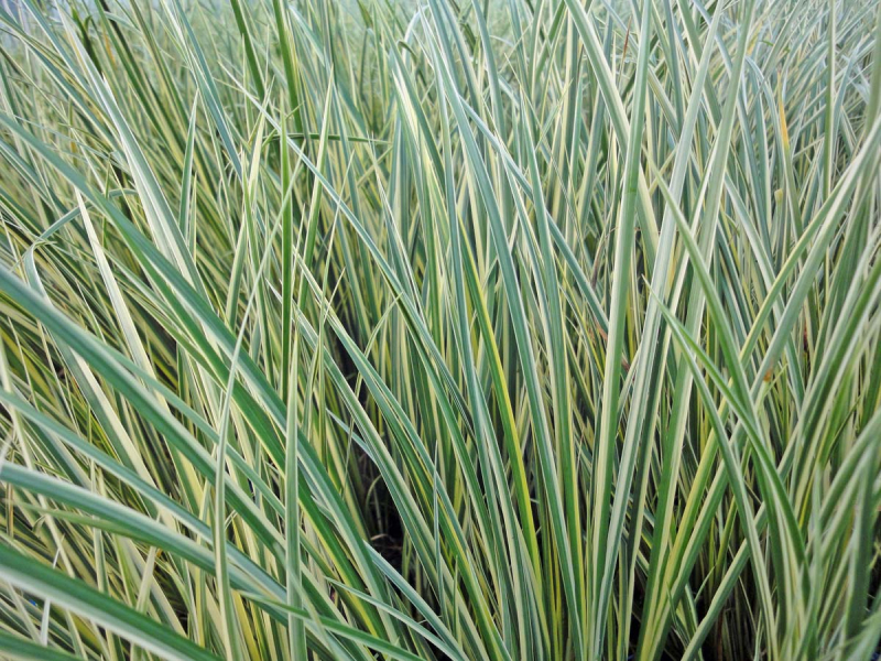 weißgestreifter Kalmus - Acorus calamus Variegatus